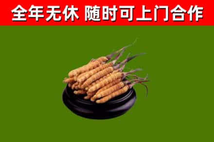 天津烟酒回收冬虫夏草.jpg